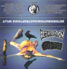 Deterioration / Gastroptosis: Split cassette