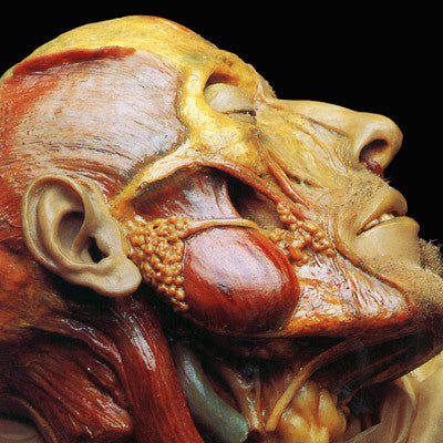Lymphatic Phlegm: Show-Off Cadavers - The Anatomy Of Self Display CD