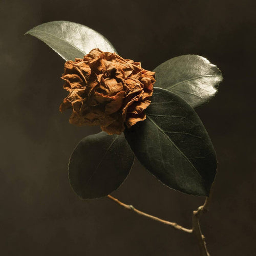 St. Paul & The Broken Bones: Young Sick Camellia 12