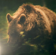 Warmth: Wildlife 12"